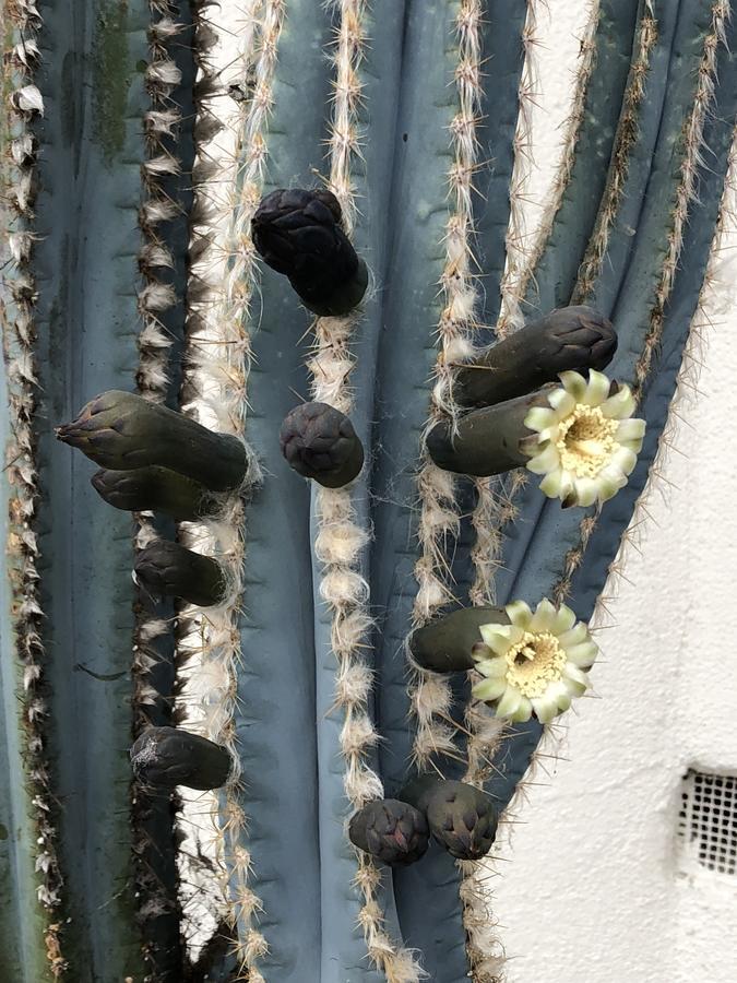 Alamo Los Alamos